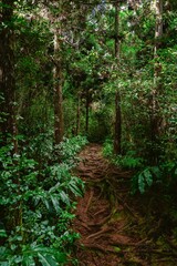 Sticker - Beautiful view of a lovely forest with thick bushes and lush green trees under bright sunlight