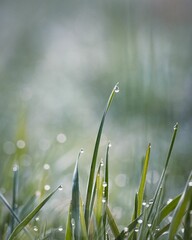 Wall Mural - Closeup shot of dewdrops on blades of grass