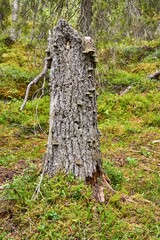 Sticker - Cutted tree root in the middle of the forest