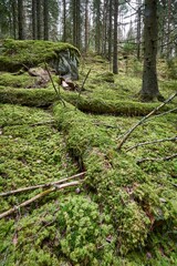 Poster - Image of a fallen tree root covered with grass in the forest.