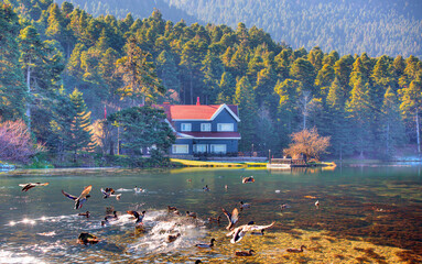 Poster - Flock of Mallard Ducks taking off by the lake - Wooden Lake house inside forest -  National Park of Golcuk, Bolu, Turkey