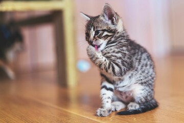 Poster - Adorable tabby kitten licking its paw.