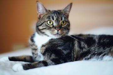 Canvas Print - Beautiful yellow-eyed tabby cat lying on a white fabric.