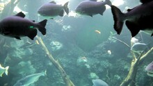 Panorama Of The Seabed With Passing Sea Fish Arapaima, Pangasius, Astronotus On The Background Of Rocks. Marine Life, Exotic Fish, Subtropics.