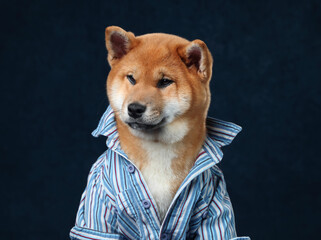 Wall Mural - Cute fluffy shiba inu puppy, portrait. Close-up portrait, ginger puppy in a shirt