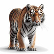 Tiger,  in front of white background, AI generated