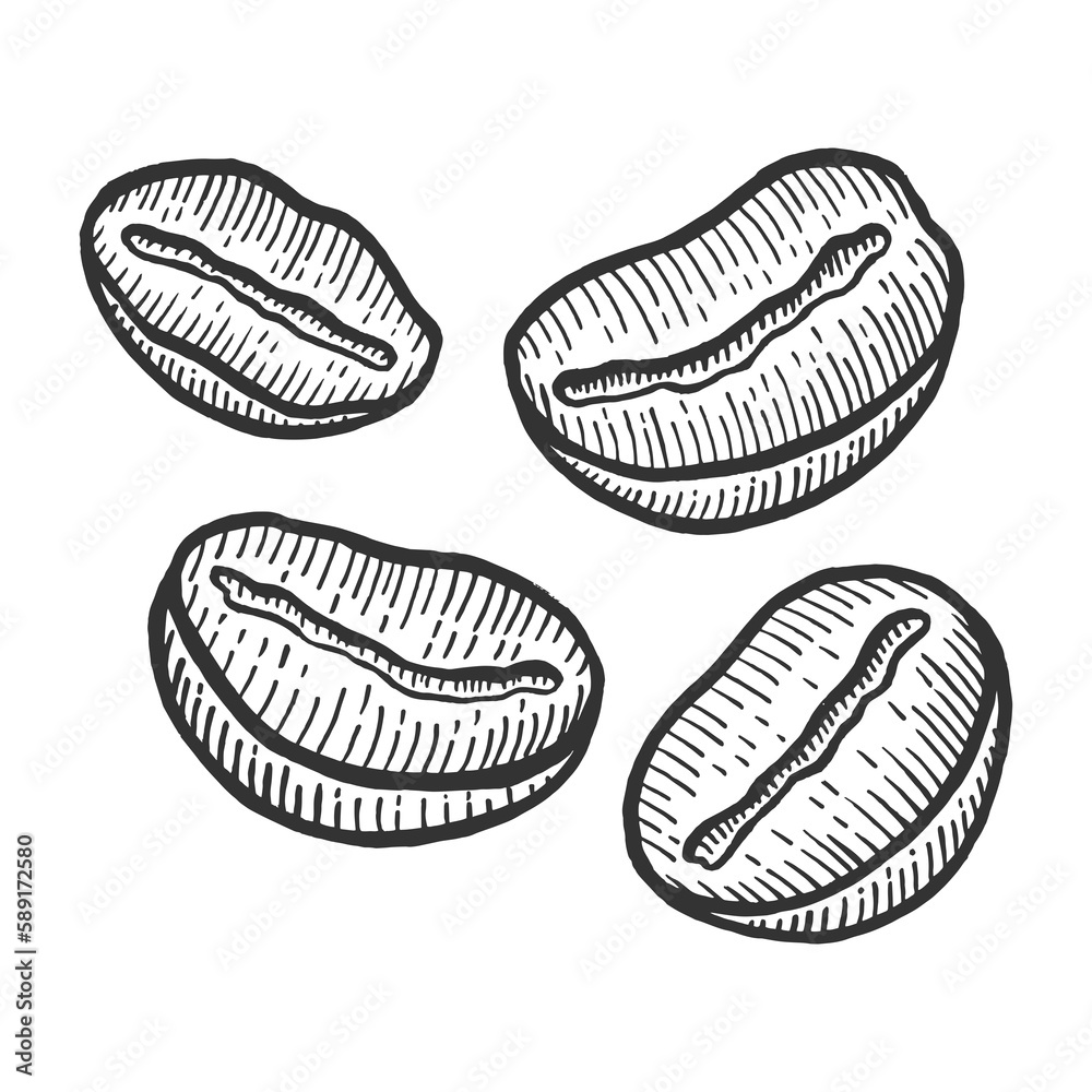 Coffee beans sketch engraving PNG illustration with transparent ...