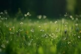 Fototapeta Dmuchawce - Blurred Green Meadow grass Landscape with Copy Space on Nature Background