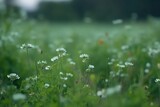 Fototapeta Dmuchawce - Blurred Green Meadow grass Landscape with Copy Space on Nature Background