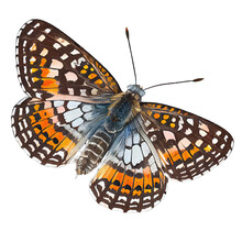 Silvery Checkerspot  Buterfly. Watercolor With Transparent Background. Generative AI