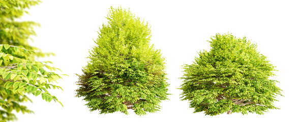 Aufkleber - Golden Privet shrubs ( Ligustrum Ovalifolium ) bushes isolated on transparent background. 3D render.