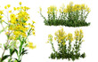 Senecio jacobaea flowers in blossom isolated on transparent background. 3D render.