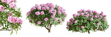 Rhododendron Bushes In Blossom Isolated On Transparent Background. 3D Render.