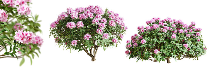 Fototapete - Rhododendron bushes in blossom isolated on transparent background. 3D render.
