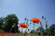 Low angle photography of red flower poppy, Red poppies and  poppy buds