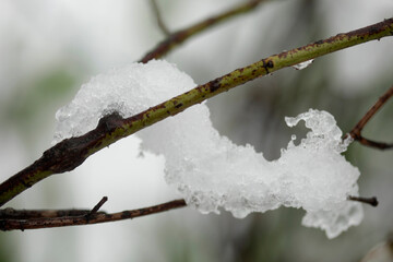 Poster - Spring plants under april snow