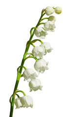 Wall Mural - Gros plan d'un brin de muguet	