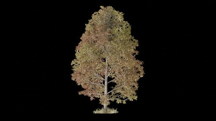 Poster - autumn tree animation footage transparent background for background and environment footage replacement , 3d illustration rendering