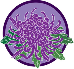 Wall Mural - Illustration of Chrysanthemum flower with leaf on violet circle background.
