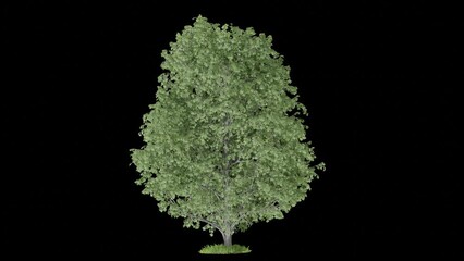 Poster - tree animation footage mini storm transparent background for background and environment footage replacement , 3d illustration rendering