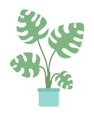 Poster - Big leaves monstera indoor houseplant semi flat color vector object. Editable icon. Full sized element on white. Simple cartoon style spot illustration for web graphic design and animation
