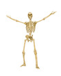 © DM7 - skeleton in a victorious pose