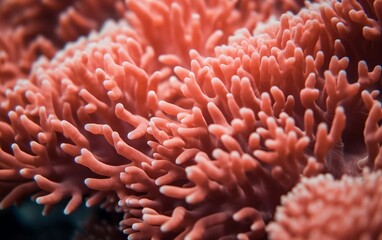 Wall Mural - Red coral reef in the sea. 