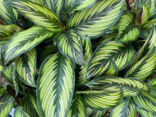 calathea beauty star tropical plant with green and pink leaves with white stripes