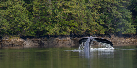 Wall Mural - A humpback whale (Megaptera novaeangliae) raises its tail out of the water as it prepares to dive in British Columbia, Canada.