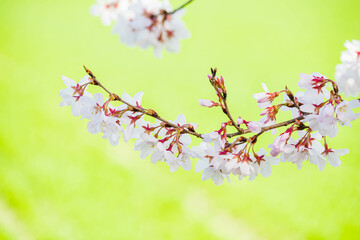 Wall Mural - 枝垂れ桜