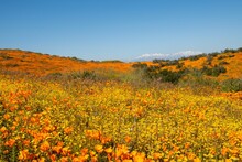 Super Bloom Field Of Poppies And Goldfields In Perris, California With San Jacinto Mountain Snow In The Background