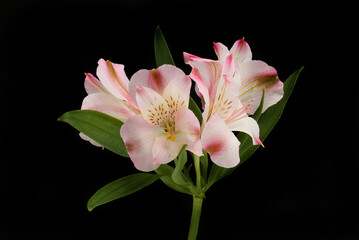 Wall Mural - Alstroemeria flowers against black
