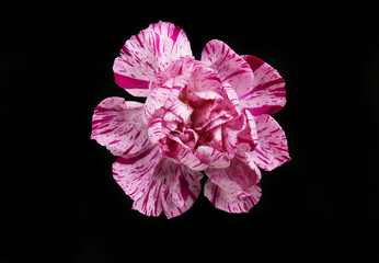 Wall Mural - Carnation against black