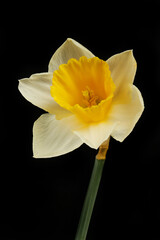 Wall Mural - Daffodil against black