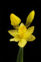 Wall Mural - Daffodils against black