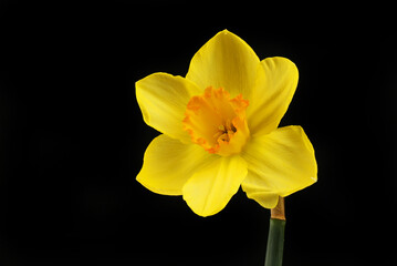 Wall Mural - Yellow daffodil against black