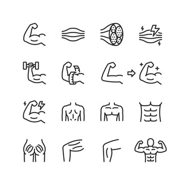 muscles, linear style icons set. muscle tissue, structure and muscles of different parts of the body