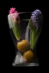 Canvas Print - hyacinth on a black background in a glass vase