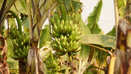 Canvas Print - Blurry background, bunch of unripe bananas yet to be plucked