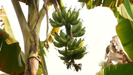 Canvas Print - Down short clip capture of a bunche of unripe bananas on it's tree