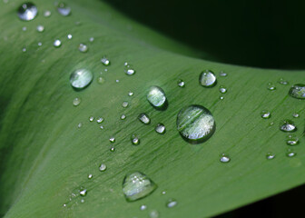 Large beautiful drops of transparent rain water on a green  leaf tulip. Springtime. Drops of dew in the morning glows in the sun. Natural green background. Beautiful transparent dew drops or rain. 