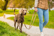 weimaraner on a leash with the unrecognizable mistress