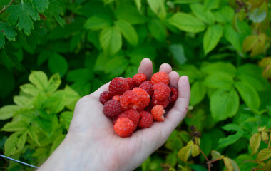 harvest of raspberries in a female hand. a handful of delicious, sweet red berries. healthy and full of vitamins dessert. harvesting raspberries