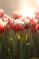 Wall Mural - red white tulip flower in close up
