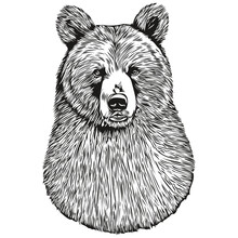 Bear Vector Illustration Line Art Drawing Black And White Bruin