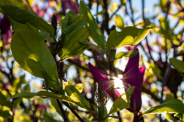 Wall Mural - Pink Magnolia in Sunlight