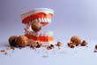 Denture Medical Model Biting into Hard Walnut Cracking the Shells. Strong teeth concept image of nut cracking healthy implants 
