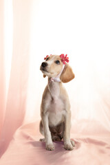 Wall Mural - perrita con flores