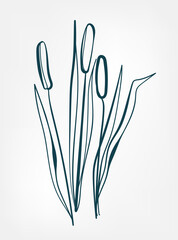 Canvas Print - cattail wild plant flower grass vector line art elegant isolated clip art isolated