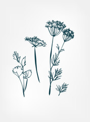 Wall Mural - pimpinella wild plant flower grass vector line art elegant isolated clip art isolated